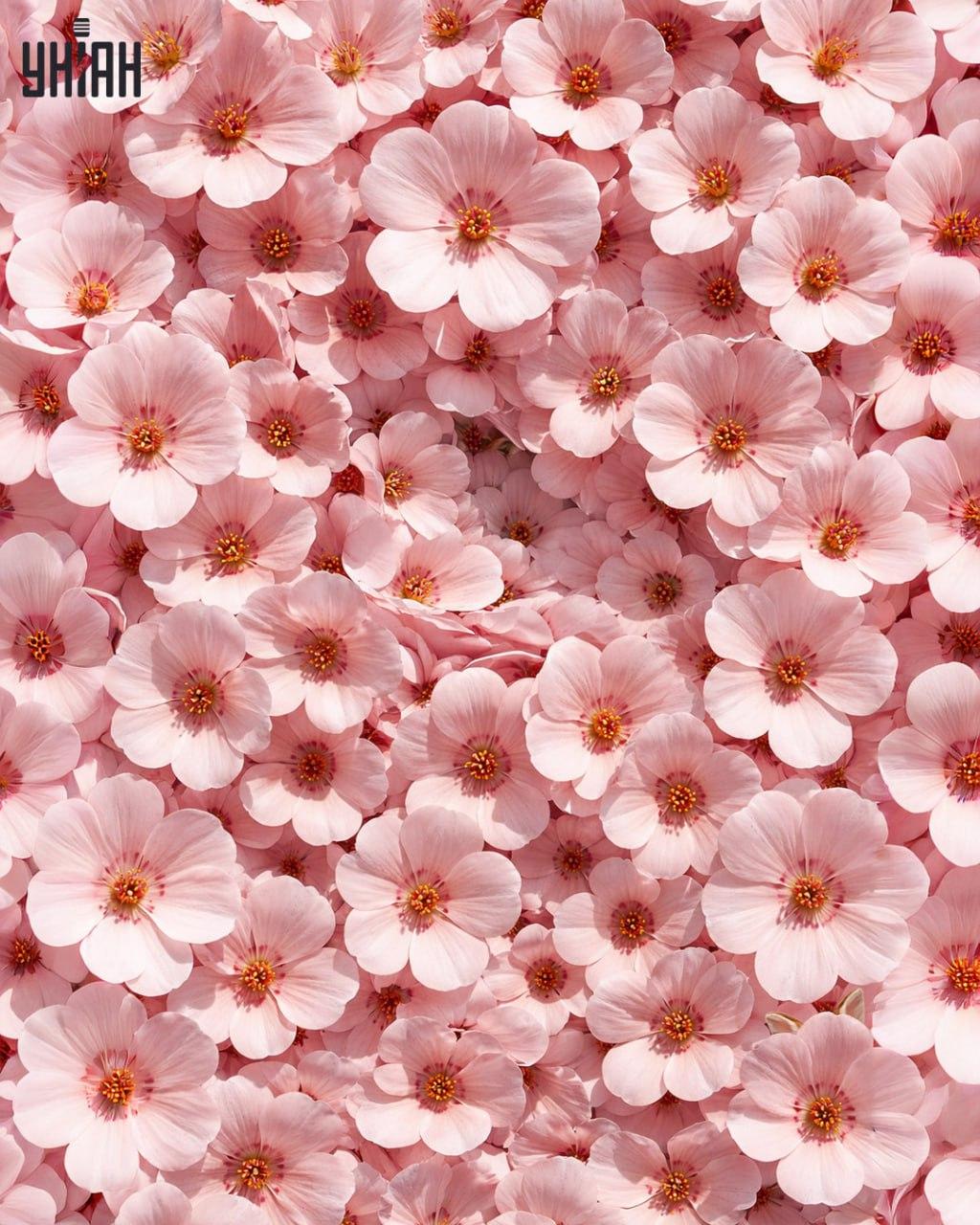 Len 1 % ľudí dokáže nájsť králika za 11 sekúnd: prekvapivo zložitý optický klam