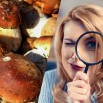 Len ľudia so supersilným IQ uvidia kameň medzi hubami za