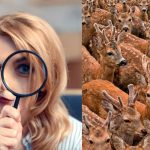 Nájdenie troch kôz medzi jeleňmi za 11 sekúnd: veľmi zložitý